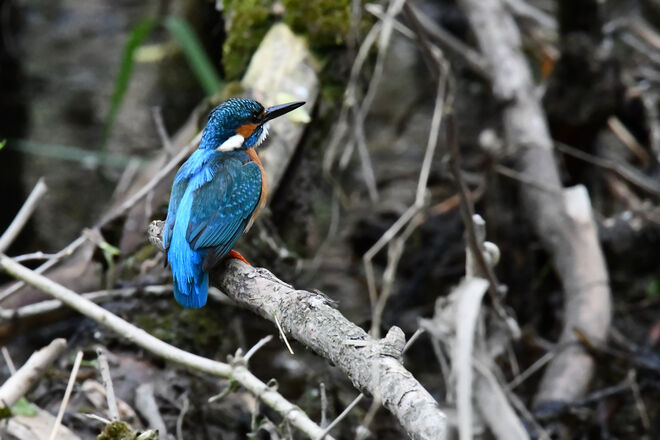 Objekt der Begierde eines Fotografen