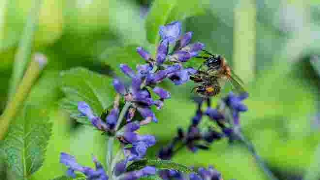 Ackerhummel