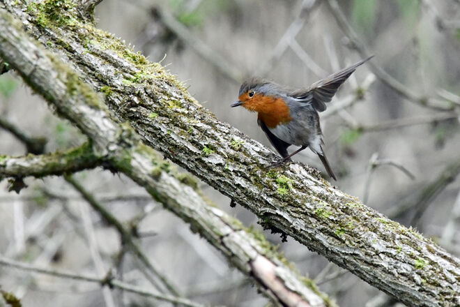 Raus aus meinem Revier!