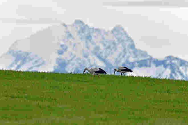 König Watzmann schaut herab