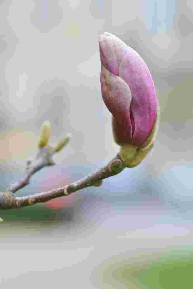 Magnolienknospe