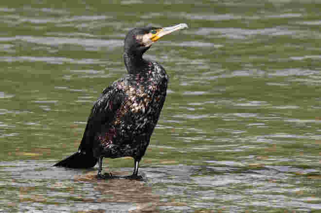 Fisch-Liebhaber