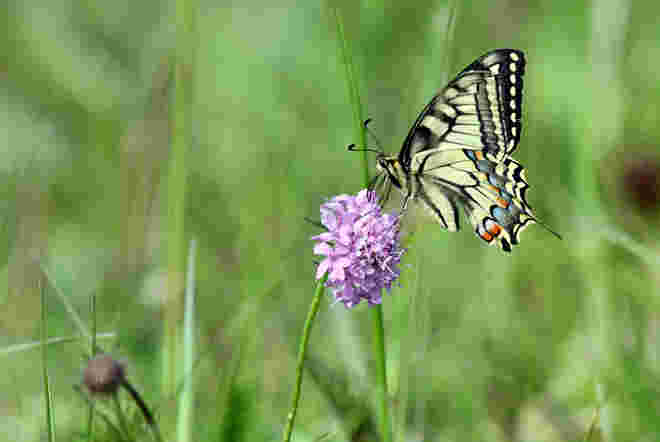 Der Besuch der Witwe