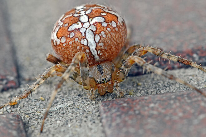 Besuch auf der Terrasse
