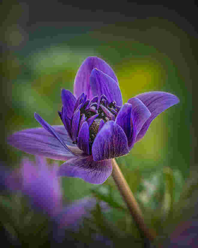 Anemone 