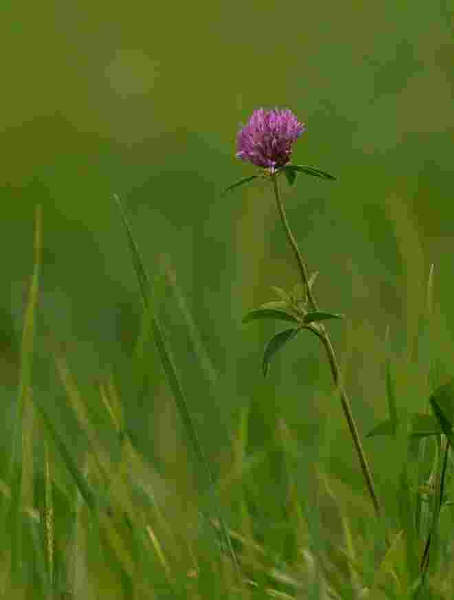 Ein Farbklecks in der Wiese