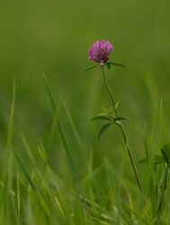 Ein Farbklecks in der Wiese
