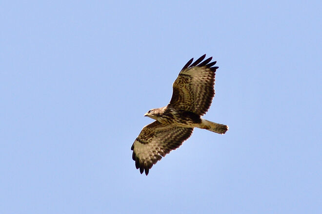 Rotmilan auf Futtersuche in Leopoldskron