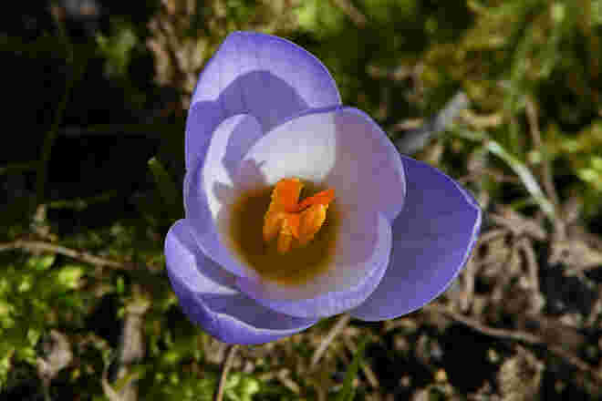 Frühling im Garten 3