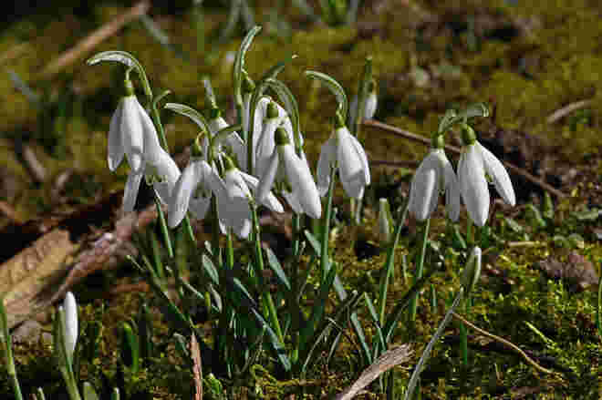 Frühling im Garten 1
