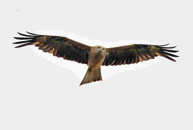 Windbraut