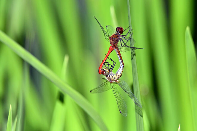 Ring of Fire (Johnny Cash)