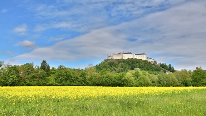 Blühendes Rapsfeld ...