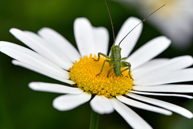 Junger Springinsfeld