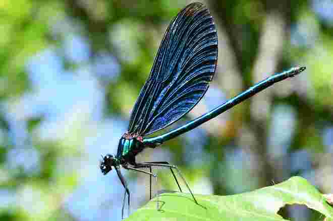Fliegender Saphir