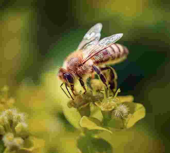 Fleissiges Bienchen