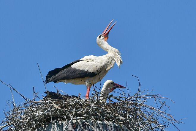 Traute Zweisamkeit ...