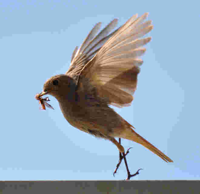 Futterlieferung