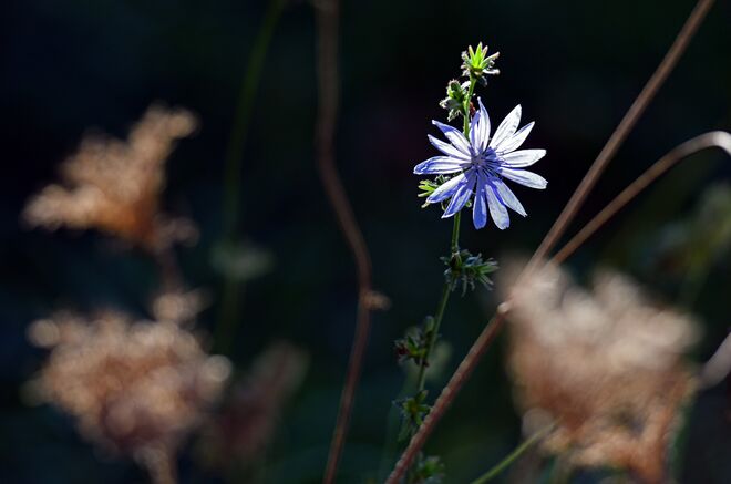 Blaue Blume der Romantik