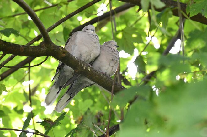 Kuscheln unterm Blätterdach