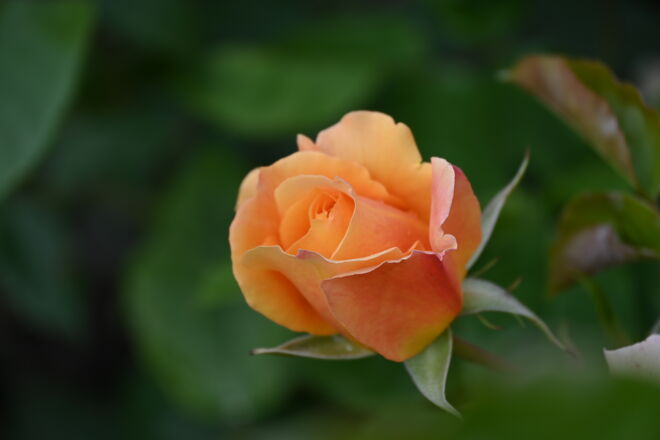 Welche ist die Schönste (2)