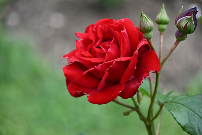 Welche ist die Schönste (1)