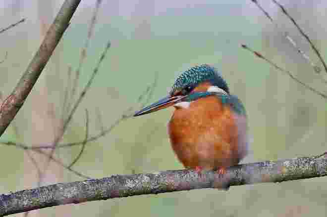 Eisvogel