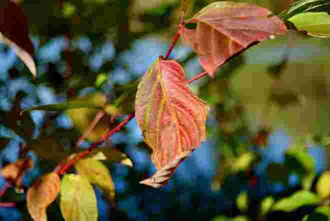 Herbstlaub 