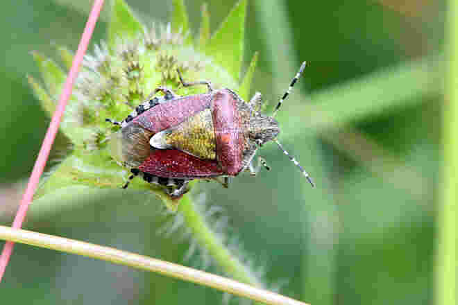 Beerenwanze