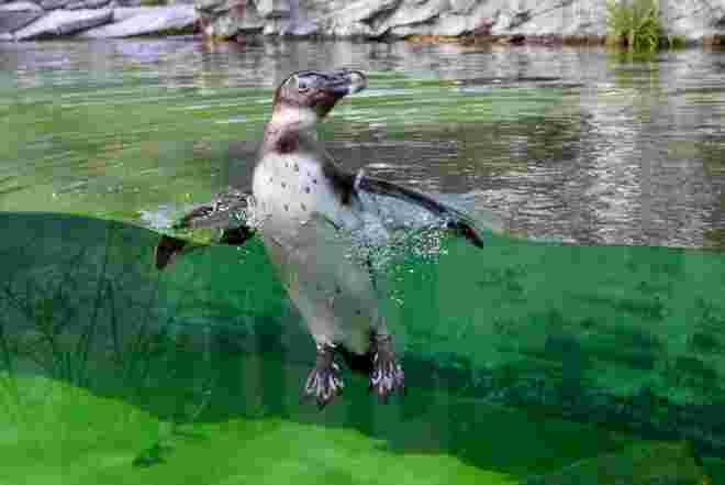 Splish Splash