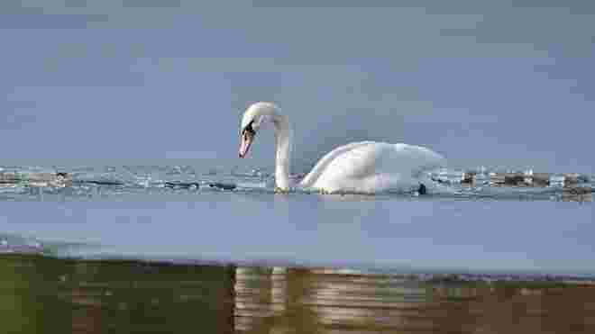 Tierischer Eisbrecher