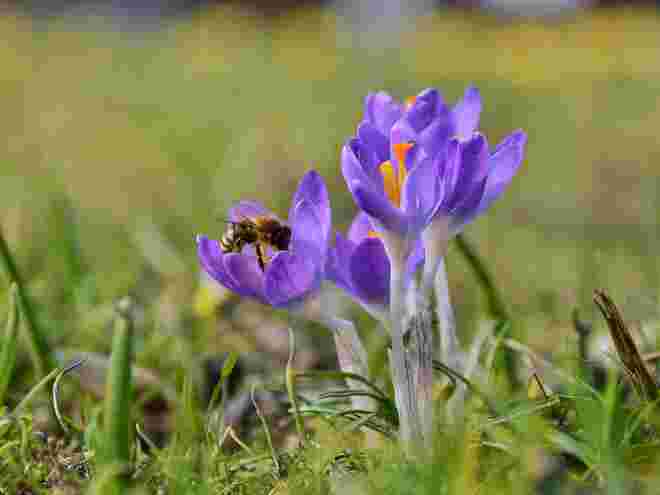 Ich hab den Frühling gefunden !