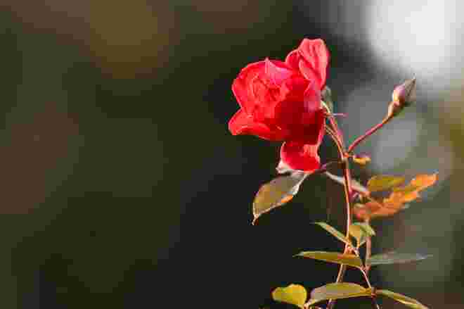 November-Rose