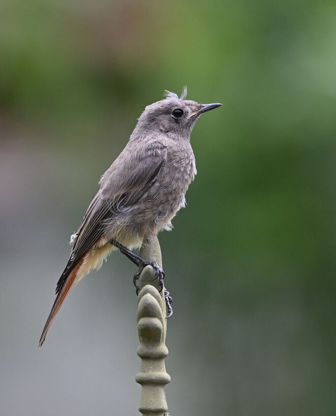 Das junge Rotschwänzchen ...