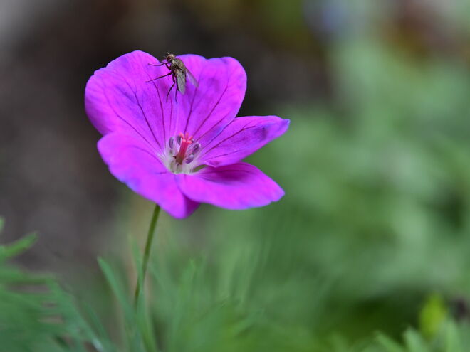 Über den Blütenrand schauen ...