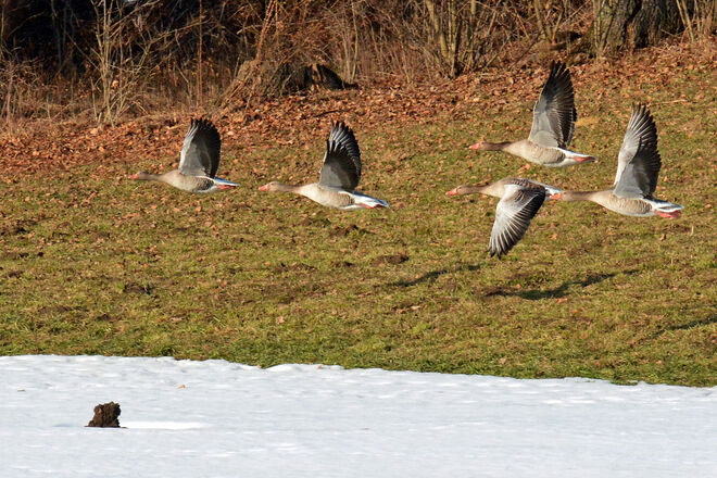 Let's Fetz Into Spring