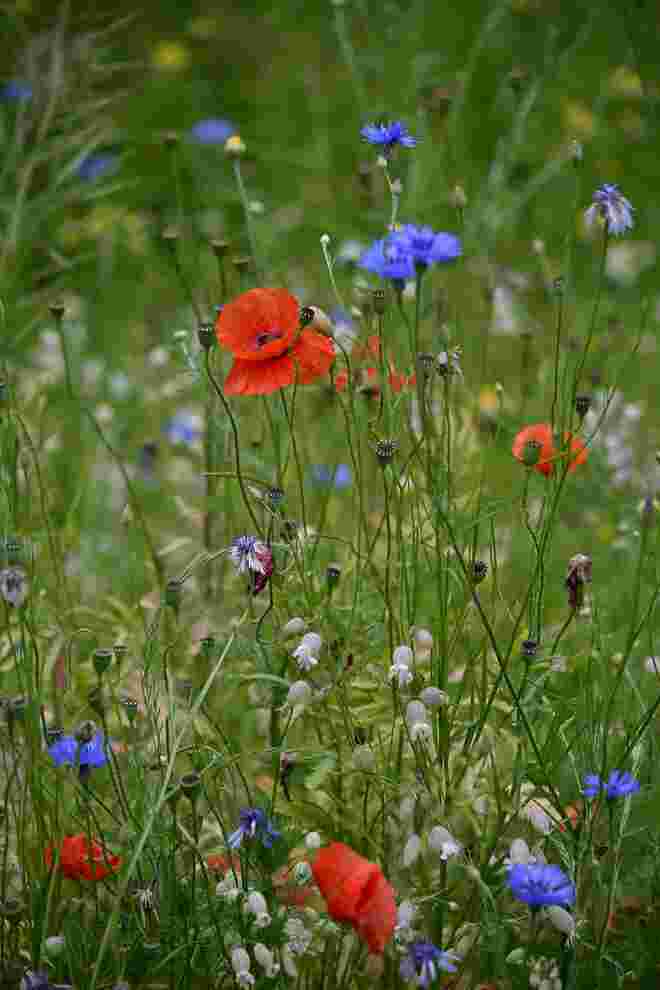 Bunte Wiesenmischung