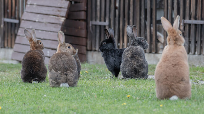 Das dynamische Sextett