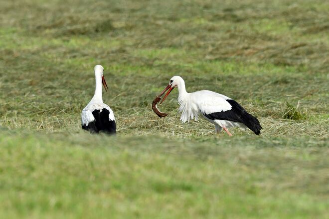 Ein Jäger wird gejagt 2