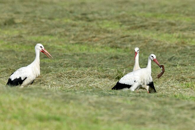 Ein Jäger wird gejagt 3