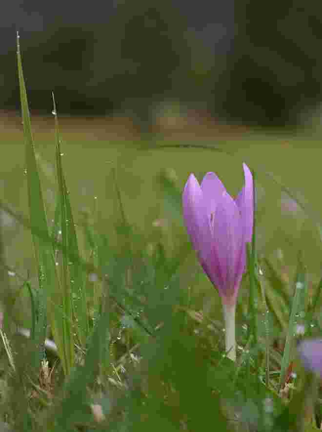 Herbstzeitlose