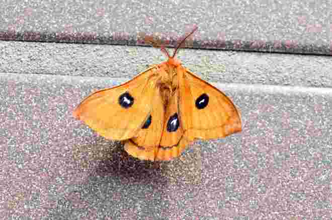 Besuch auf der Terrasse 1