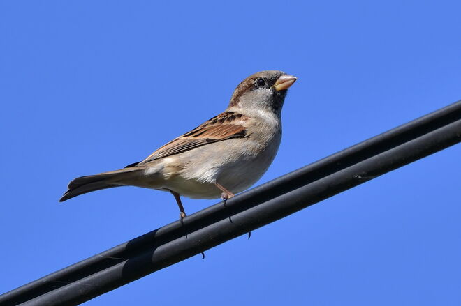 Das Beste, was wir auf der Welt tun können, ist Gutes tun, fröhlich sein, und die Spatzen pfeifen lassen (Don Bosco)