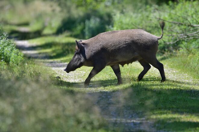 Der Rechtskommende hat Vorrang!