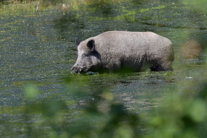 Wildschwein in der Antheringer Au