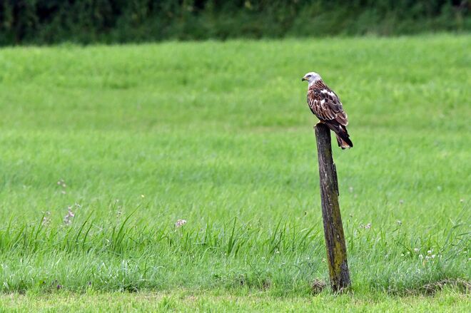 Ein Greif auf seiner Warte