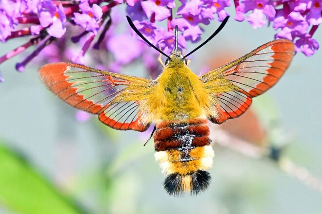 Der mit den Glasflügeln 1