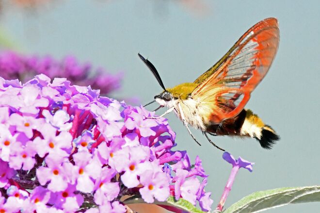 Der mit den Glasflügeln 2