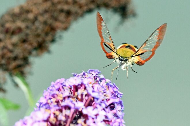 Der mit den Glasflügeln 3