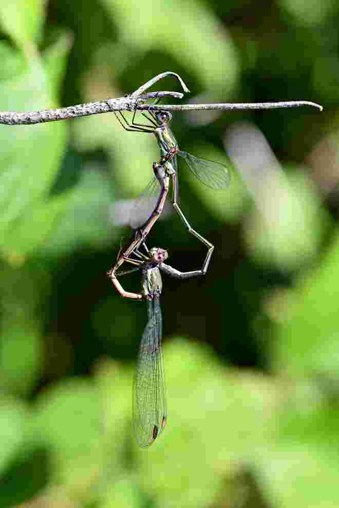 Federleichtes Tandem